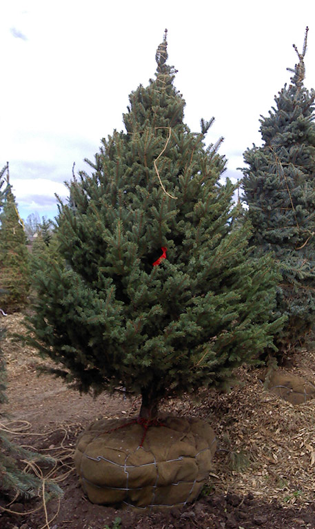 Colorado blue spruce green