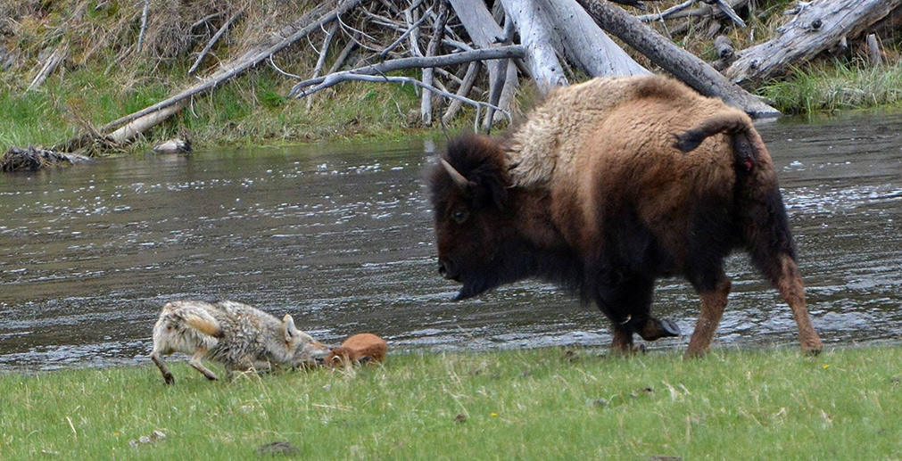 Coyote attacks bison calf — Joy Guffy