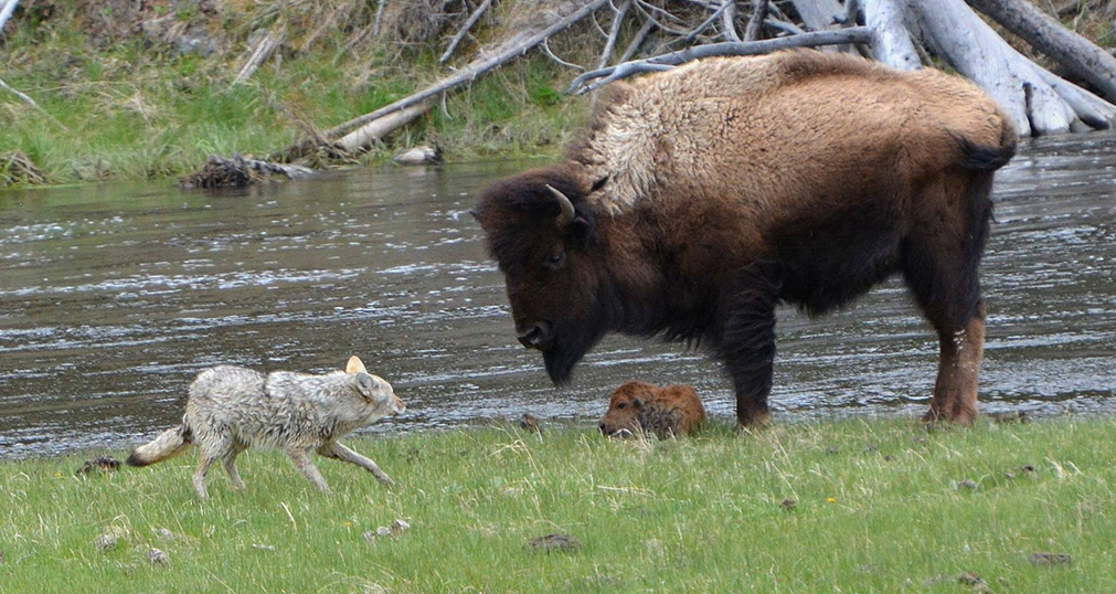 Coyote attacks bison calf — Joy Guffy