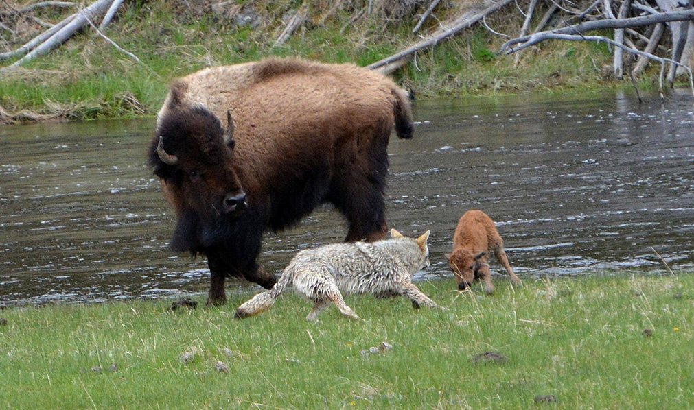 Coyote attacks bison calf — Joy Guffy