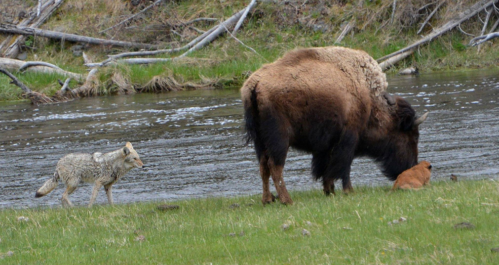 Coyote attacks bison calf — Joy Guffy