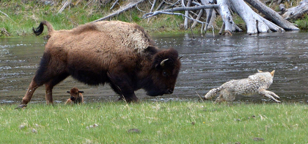 Coyote attacks bison calf — Joy Guffy