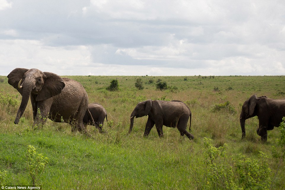 Elephant gores Cape buffalo