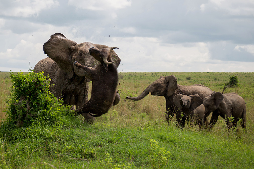 Elephant gores Cape buffalo 4