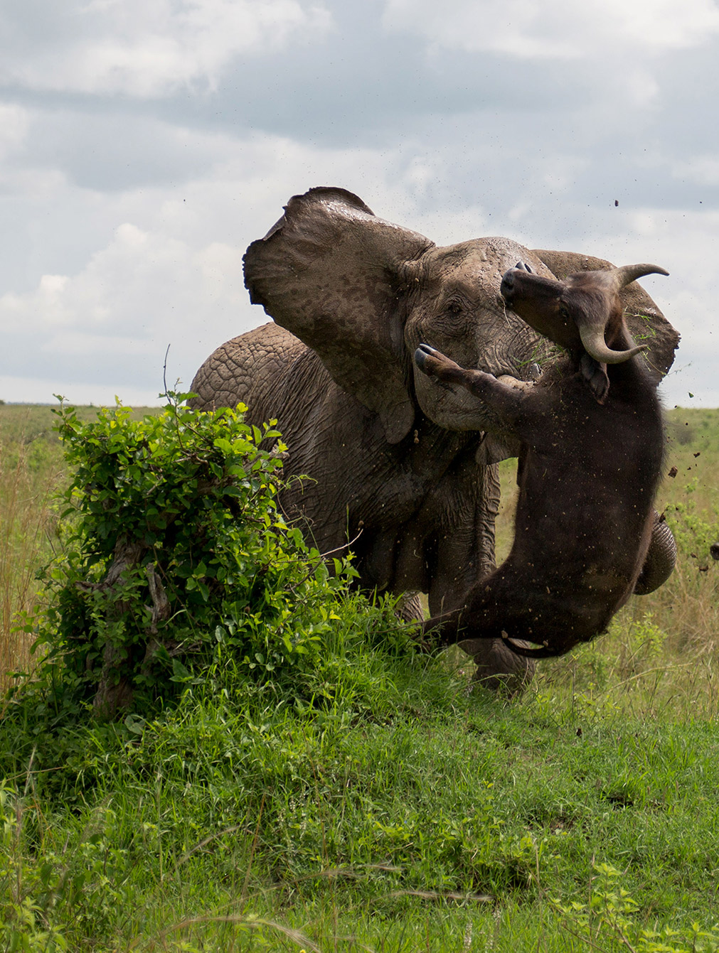 Elephant gores Cape buffalo 5