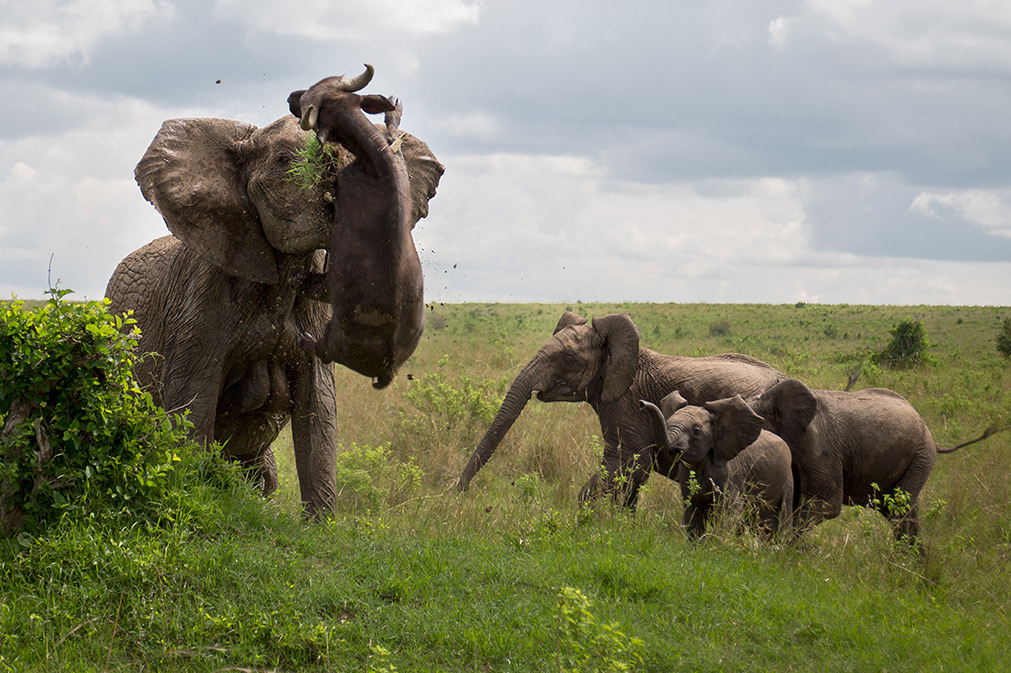 Elephant gores Cape buffalo 6