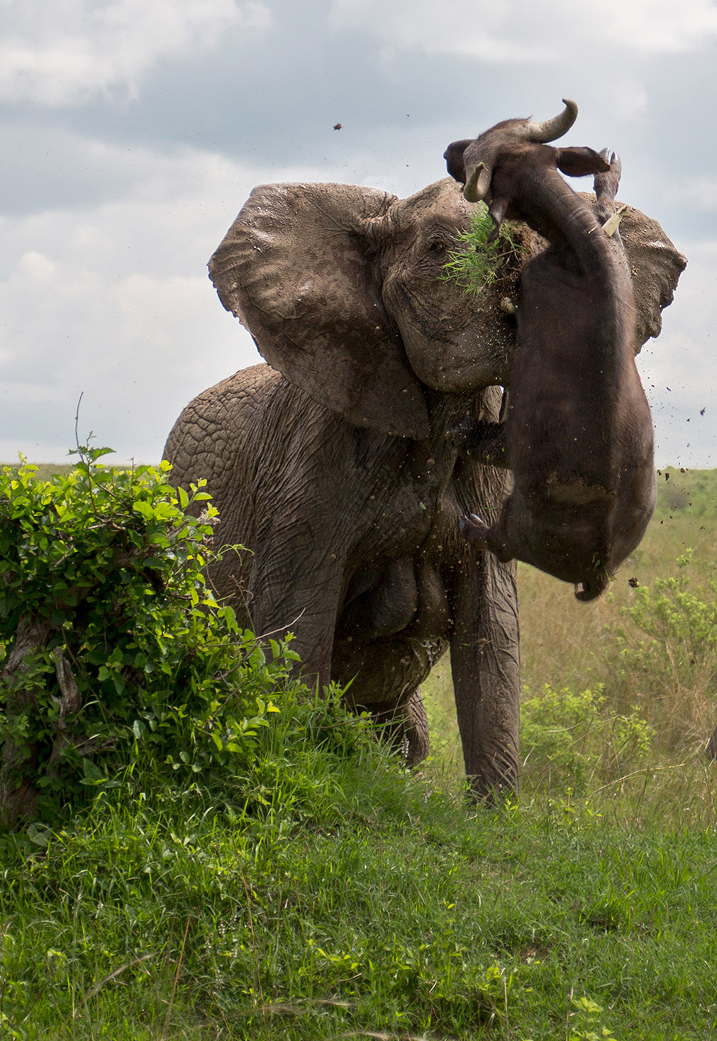 Elephant gores Cape buffalo 7