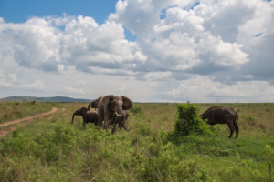 Elephant gores Cape buffalo 9