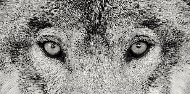 Wolf Eyes Fixated