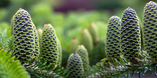 fir cones