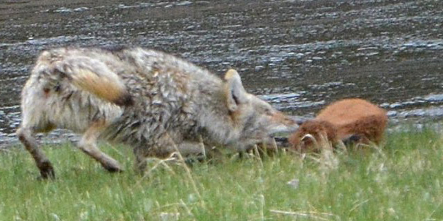 Coyote bites calf, Joy Guffy